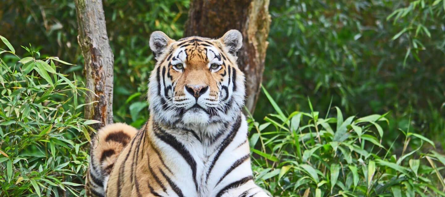 pench national park banner