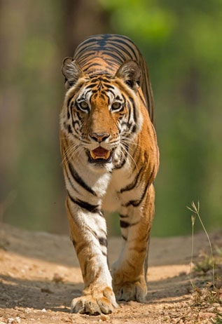 pench safari rules