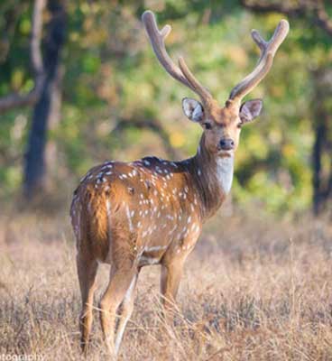 pench safari zones