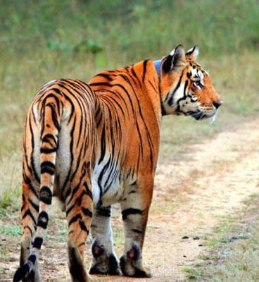 pench jeep safari