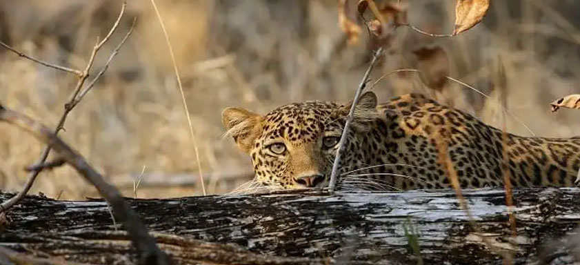 pench leopard