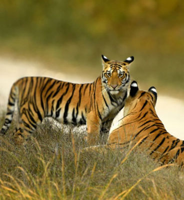 pench safari tips