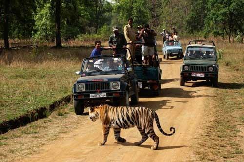 Royal Kids being spotted during night safari in Pench: Cubs tried to frighten the tourists by stopping them