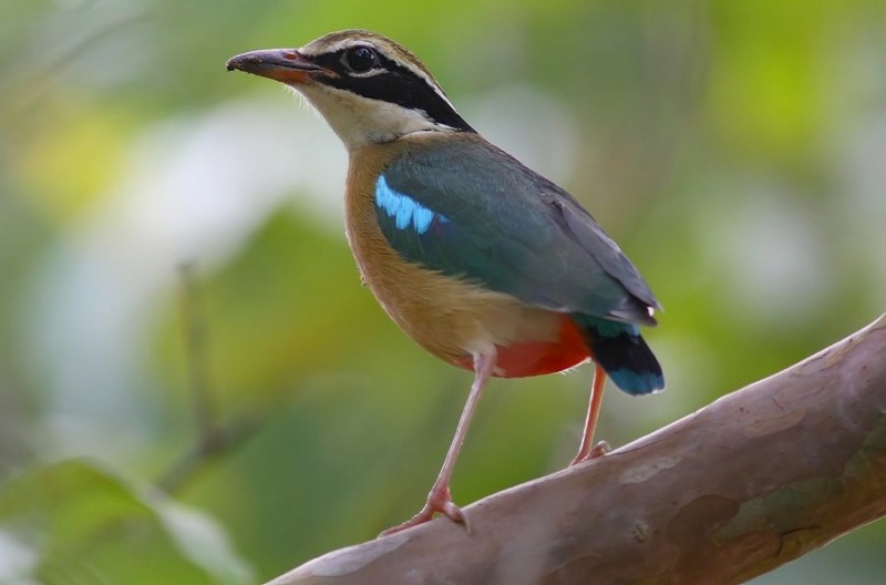 Bird Watching Paradise in Pench National park