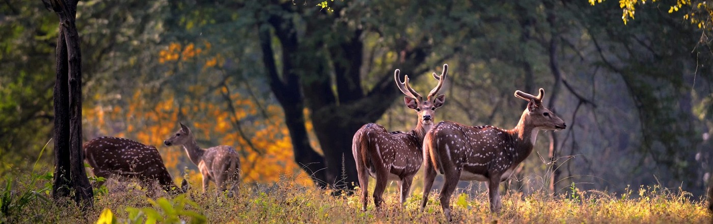 Adventure tour for thrill seeker: Pench National Park