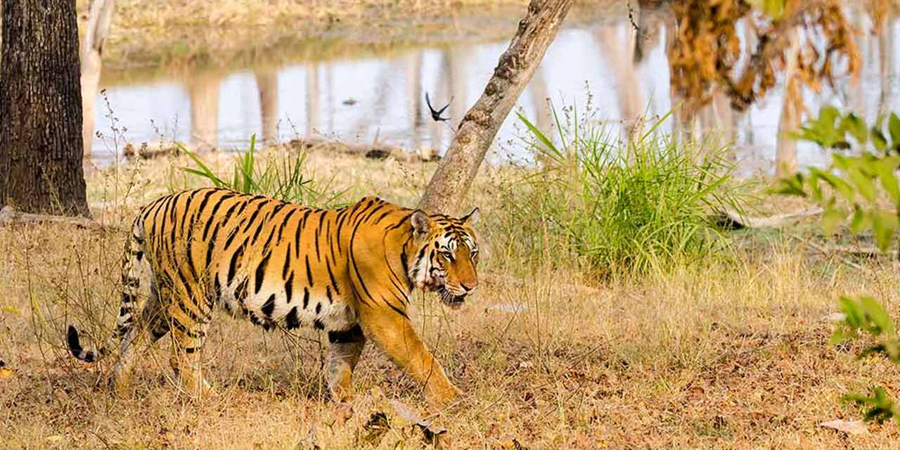 Dreamt of traveling to Pench National Park? Here's all you need to know
