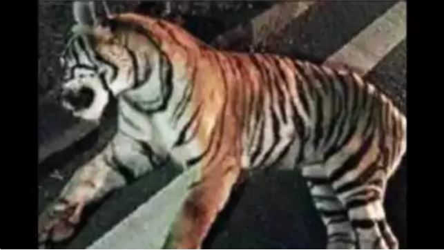 Tiger Discovered Dead On A Highway in Madhya Pradesh Seoni Area
