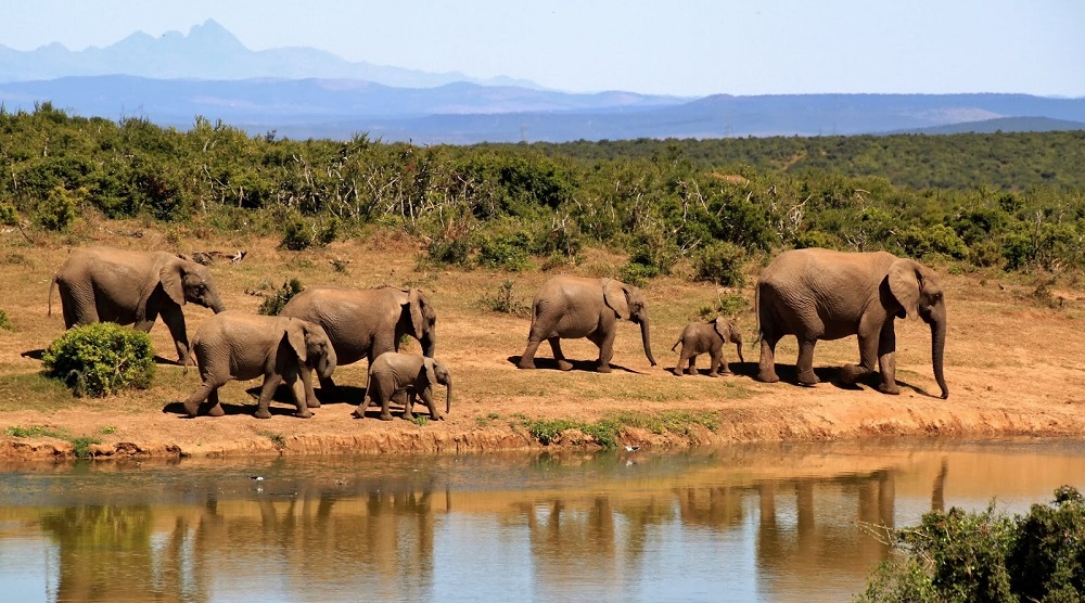An African wildlife safari will be built in Nagpur soon for 100 crores