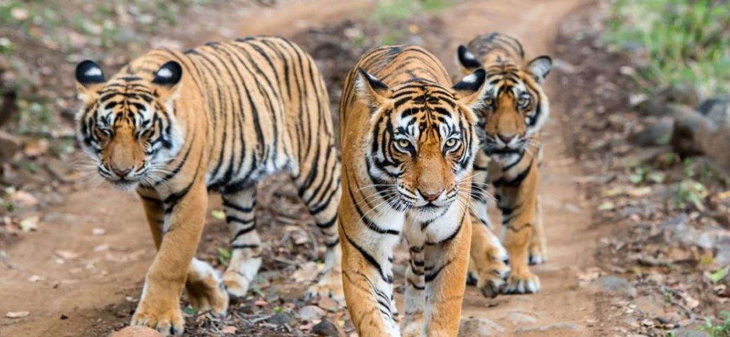 Paradise of the Wild: Pench National Park