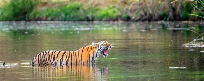 Why Pench National Park Safari is Prominent