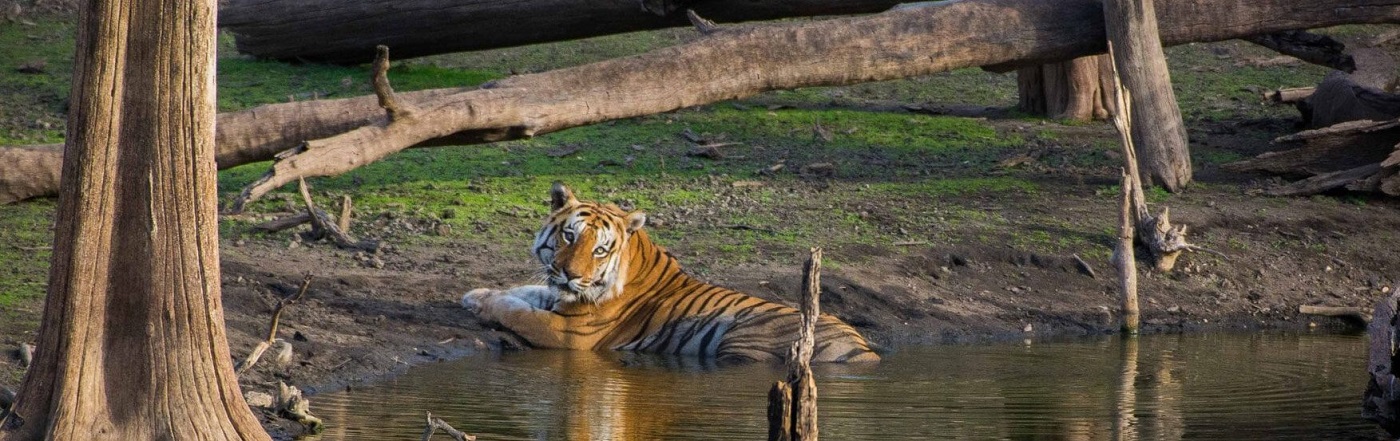 Catch A Glimpse of Exotic Tiger in Pench National Park