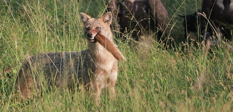 pench park animals