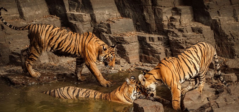 Best Time to Visit Pench for Amazing Wildlife Sightings