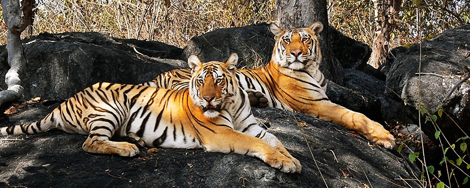 What is the Best Time to Visit Pench National Park in Madhya Pradesh