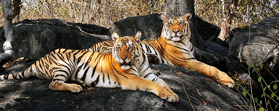 A Travel Guide on Exploring Pench National Park from Bhopal