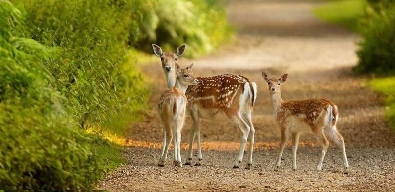 best time visit pench park