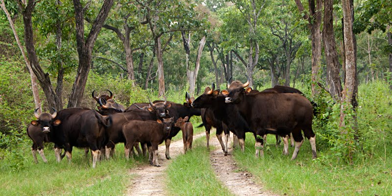 Visitors to Pench are observing more tourists observing Bison in Pench (Mowgli's house)