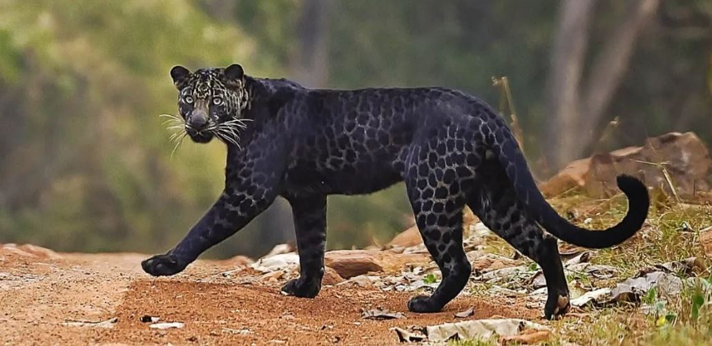 Wildlife Photographer captures black leopard in camera at Pench National Park