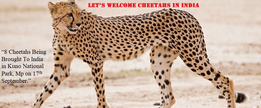LET’S WELCOME CHEETAHS IN INDIA