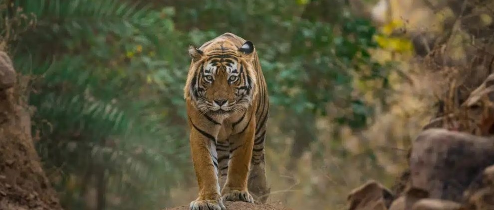 The Ethos of Pench National Park