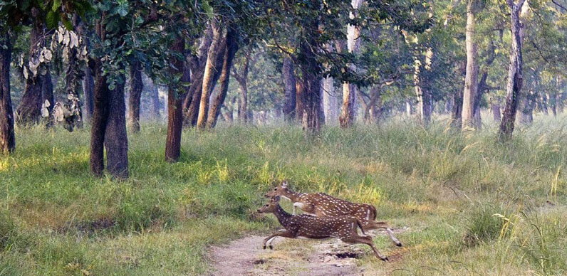 fauna in pench