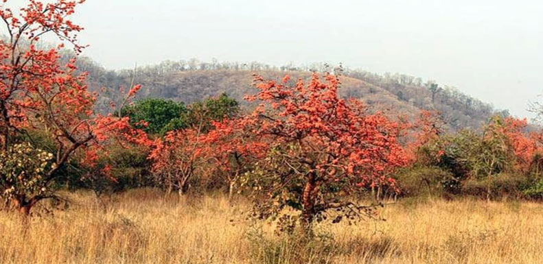 flora in pench