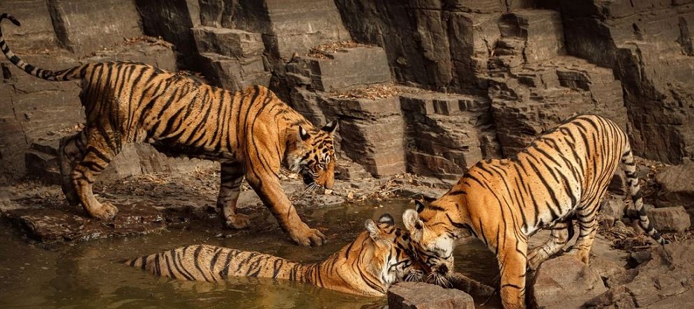 Mentally-Challenged Man Devoured by Tiger in Pench Core Zone