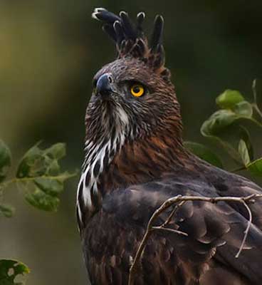 pench birds