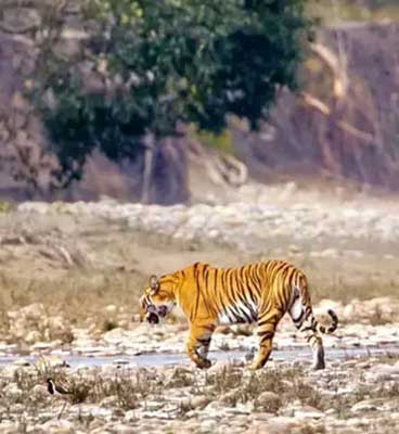 wildlife trip pench