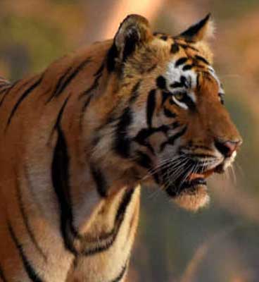best time to visit pench