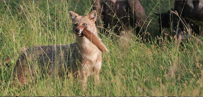 pench animals