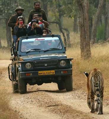 pench wildlife trip