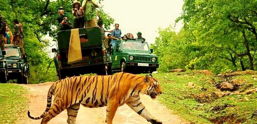 Jungle Safari in Pench National Park drives you crazy