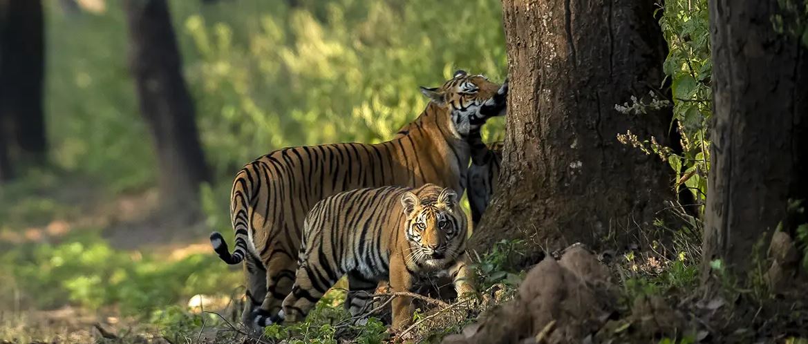 Stranded on a Wildlife Safari? Here’s How to Stay Safe