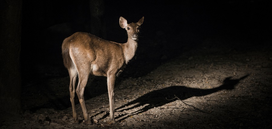 pench night safari