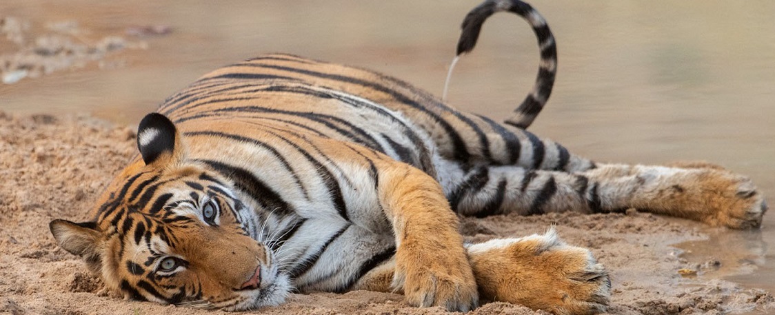 1 Night 2 Days Pench Jeep Safari Tour Package