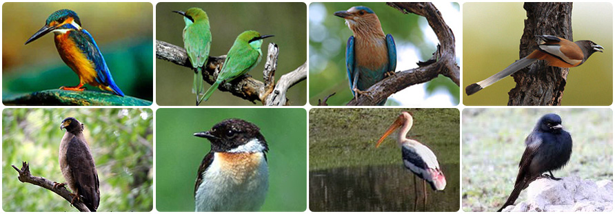 Birds of Pench National Park Madhya Pradesh, India