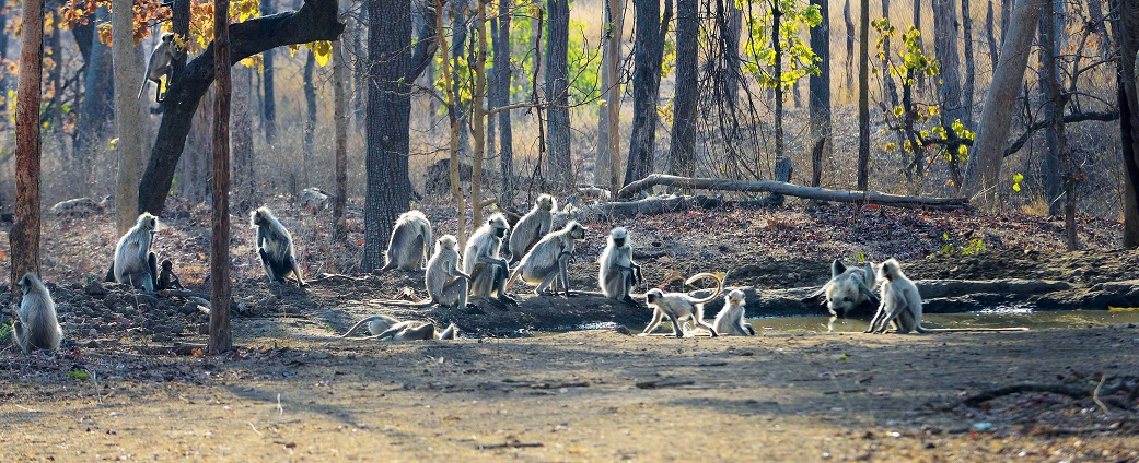 Wildlife Lovers’ 3-Day Pench National Park Itinerary from Hyderabad
