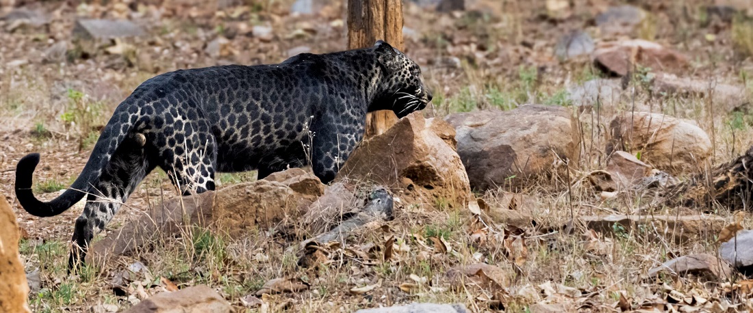 Pench National Park from Indore: Distance, Route & Itinerary