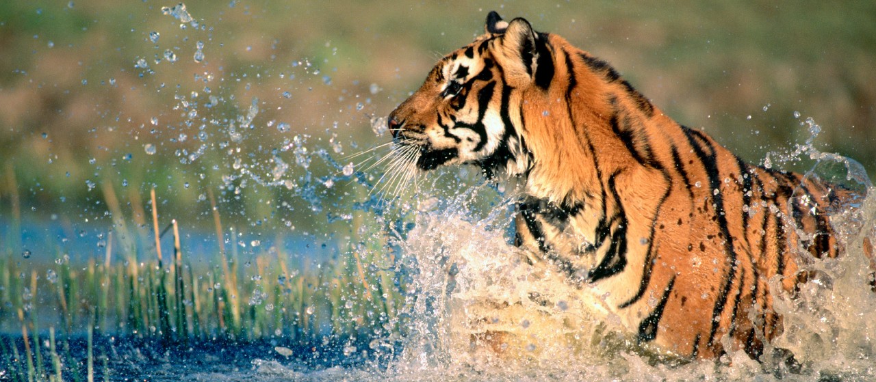 Fun-Filled Experience for Nature Buffs in Pench