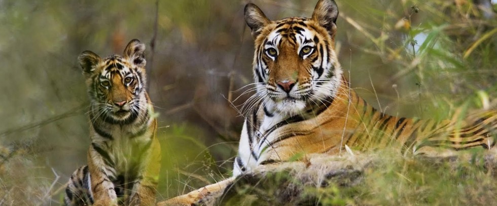Wildlife Travel Guide to Pench National Park