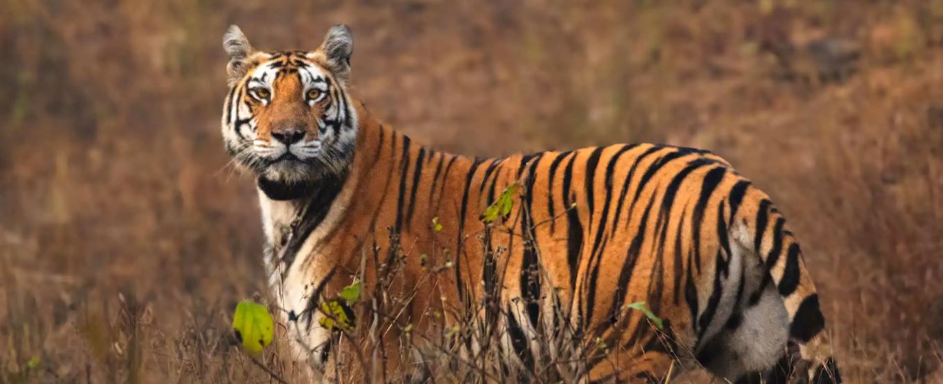 How Many Jeep Safaris are in a 2-night & 3-day Pench Tour?