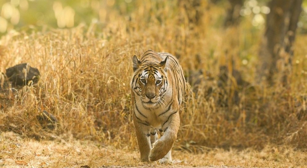 Plan a Quick 2N/3D Pench Wildlife Tour this Good Friday