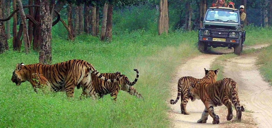 Discover the Perfect Season for Jeep Safari in Pench