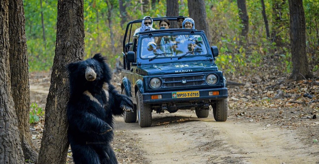 How Many Safaris Should You Book to Explore Pench National Park Thoroughly?
