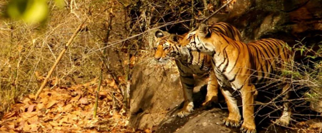 New Eve Party in Pench National Park Jungle