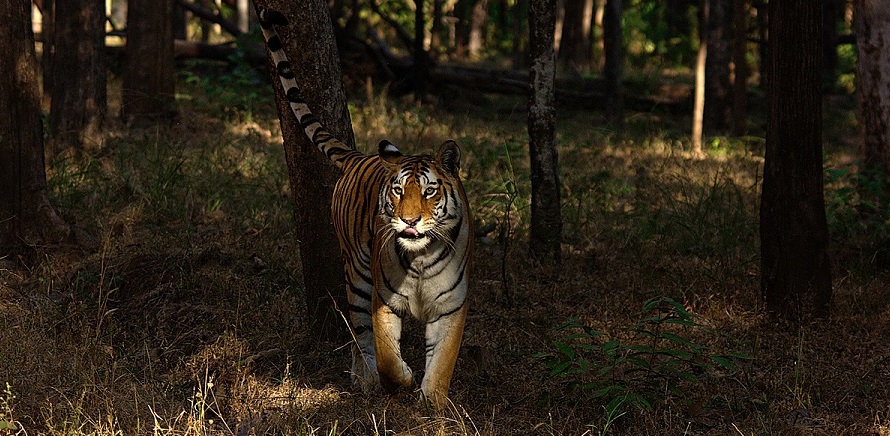 Here’s why Pench National Park is full of activities