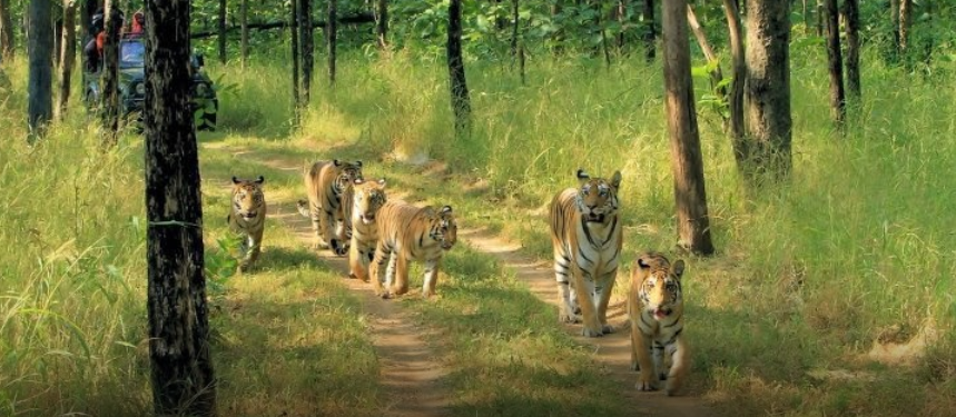 Take Pleasure of Wildlife Safari in Pench National Park