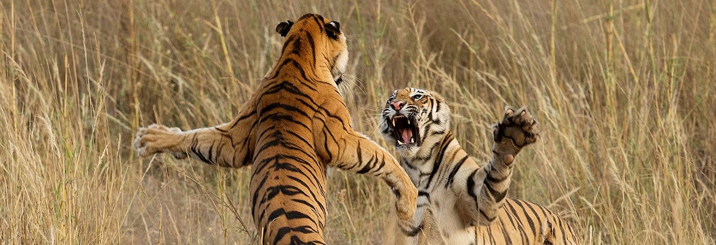 4 Nights 5 Days Pench and Kanha Safari Tour with Itinerary