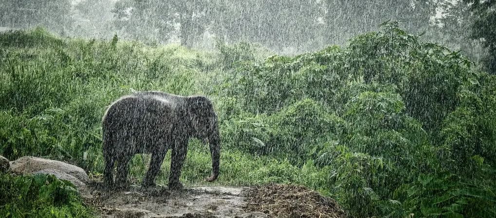 Your Comprehensive Guide to Monsoon Safari in Pench National Park